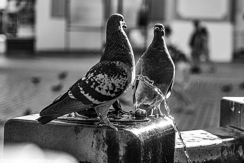 DSC_4356 (1)